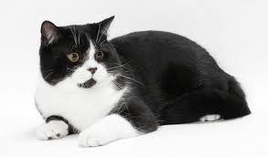 British Shorthair Cat Breed Information