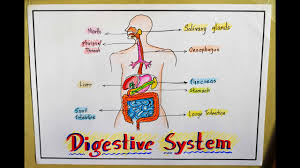 This activity shows how to make an easy digestion system model using food and tights! How To Draw Human Digestive System In Easy Steps For Kids School Project Chart Poster 13 Youtube