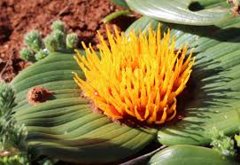 Image result for Daubenya