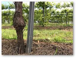 Image result for graft grape vines