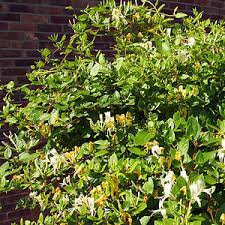Gardeners growing an aggressive honeysuckle variety such as japanese honeysuckle may prune their plants to the. Lonicera Japonica Honeysuckle Planting Pruning Care Propagation