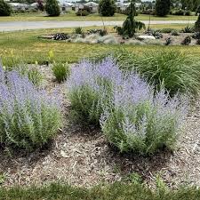 Image result for perovskia atriplicifolia 'little spire'