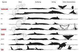 Common Whale And Dolphin Types In Algoa Bay Ab Marine