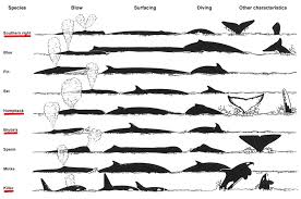 common whale and dolphin types in algoa bay ab marine