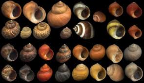 Haz click en caracoles de mar dibujos para colorear para ver la visión imprimible o colorealo online (compatible con tablets ipad y android). Caracol Marino Wikicharlie