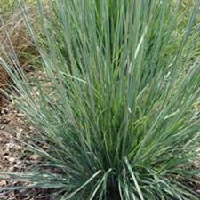 Image result for Schizachyrium