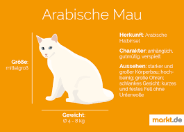 The arabian mau is one of the oldest of all of the natural feline breeds. Arabische Mau Charakter Haltung Und Zucht Markt De