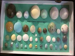 Real Bird Eggs For Sale North American Bird Eggs Bird Eggs Birds Eggs