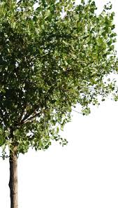 Image result for Populus ×  canescens