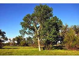 Find the perfect cottonwood tree stock illustrations from getty images. Populus Deltoides Eastern Cottonwood Native Plants Of North America