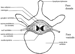 (anatomie) vertèbre du bas du dos. Colonne Vertebrale 3 Exercices Efficaces Contre La Douleur