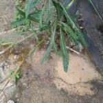 Image result for Launaea cornuta