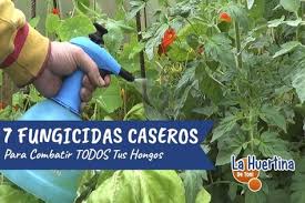 7 Fungicidas Caseros Para Combatir Hongos En Tu Huerto Fungicidas Caseros Insecticida Casero Insecticida