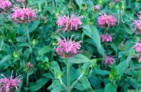Image result for Monarda didyma