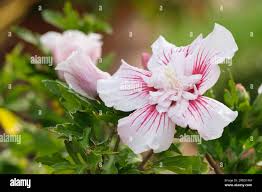 Image result for Hibiscus syriacus Violet Clair Double