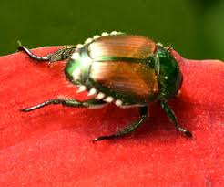 Warning, this has poisonous foliage. Buffalo Area Gardeners Can Take Steps To Prevent Pest Invasions Buffalo Niagaragardening Com