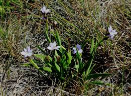 Image result for Aristea