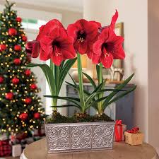 Looking for the latest canadian tire weekly flyer? The Growing Season Dec 2 2019 Canadian Tire Noma Christmas Visitors The Growing Season