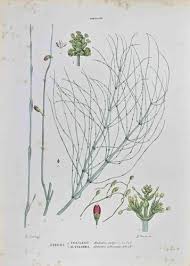 Image result for Gnetaceae