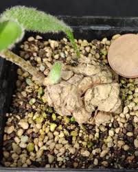 Image result for Eriospermum