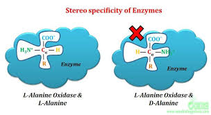 What is Enzyme Substrate Specificity? | EasyBiologyClass