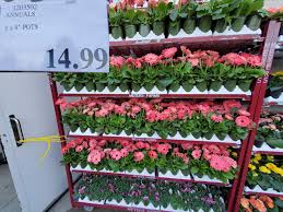 Our flowers were delivered within three hours of placing order and mom sent a message saying how beautiful kelly & stuart, kingston. Costco Canada Flyer Sales Costco Sale Items April 27th May 3rd 2020 Ontario Quebec Atlantic Canada