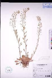 Image result for Lysimachia ruhmeriana