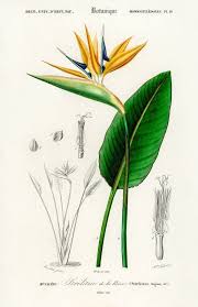 Simple Bird Of Paradise Flower Drawing Pin On Flowers
