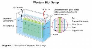 general western blot protocol leinco