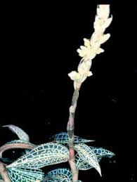 Image result for Goodyera