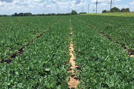 Beautiful little yellow flowered low growing perennial ground cover that has spreading habit. Florida Videos From Virtual Perennial Peanut Field Day Agfax