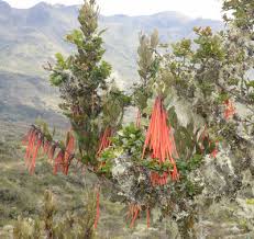 Image result for Vanwykia remota