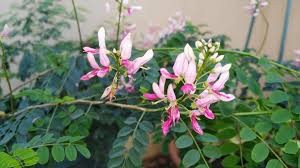 Image result for Indigofera ormocarpoides