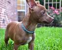 Pitbull Chihuahua Mix (A.K.A. Chipit) – Breed Info ...