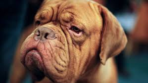 Food & drug administration (fda) notifies. Fda Announces Recall For Pet Food After At Least 28 Dogs Die Keci