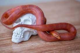 Maybe you would like to learn more about one of these? 27 Beautiful Corn Snake Morphs With Pictures Prices Video