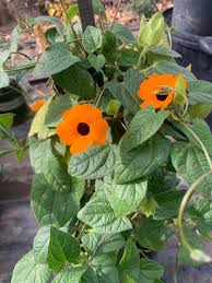 Image result for Thunbergia alata