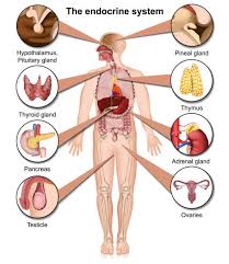 Image result for Endocrine Anatomy