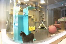 6 Of The World S Most Luxurious Hotels For Cats Cat Hotel Cat Room Cat Furniture
