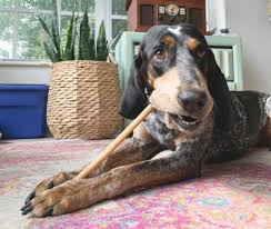 The often chewing and jumping around is a convenient way to keep your pup engaged, and this facilitates proper growth and development. How To Introduce Your Puppy To Bully Sticks Bully Sticks For Small And Large Dogs Nature Gnaws Naturegnaws Com