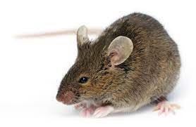 10 Reasons Why House Mice Thrive Pct Pest Control Technology