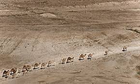 Learn how camel humps work and why they're not filled with water. Camel Train Wikipedia