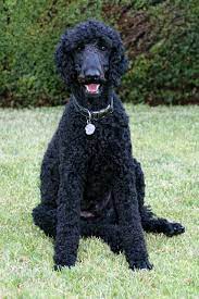 Check spelling or type a new query. Just How Casco Sits Standard Poodle Haircuts Poodle Haircut Poodle Haircut Styles