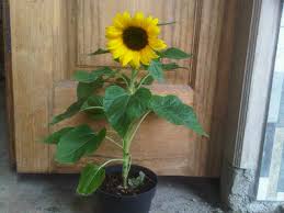 Bunga matahari jenis ini cocok untuk dipelihara di dalam pot.salah satu karakteristik yang dimiliki oleh bunga matahari jenis big smile adalah ukurannya yang mungil. Kumpulan Gambar Bunga Matahari Ada Pot Terkini Eye Candy Photograph