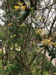 Image result for Xyris capnoides