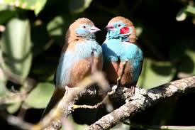Small Bird With Red Cheeks The Red Cheeked Cordon Bleu Uraeginthus Bengalus Is A Small Passerine Bird This Estrildid Finch Is Sexually Dimorp King Horse Passerine Bird Birds