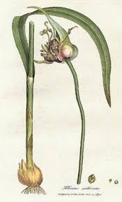 Image result for Garlic
