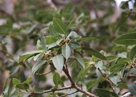 Image result for Ficus pseudomangifera