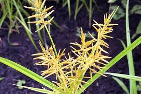 Image result for Cyperus tenax