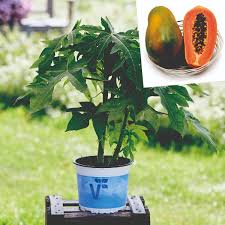 Tarhapapaija Sunnybees p15 - Viherkauppa